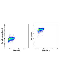 Cell Signaling Rpa32/Rpa2 (4e4) Rat mAb