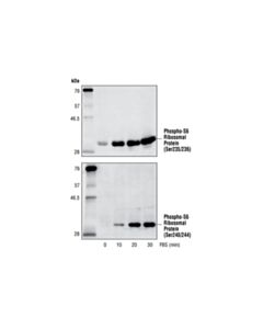 Cell Signaling Phospho-S6 Ribosomal Protein (Ser235/236) Antibody