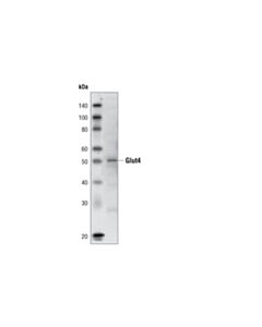 Cell Signaling Glut4 (1f8) Mouse mAb