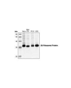 Cell Signaling S6 Ribosomal Protein (5g10) Rabbit mAb