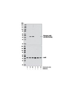 Cell Signaling Anisomycin