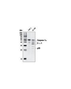 Cell Signaling Caspase-1 Antibody