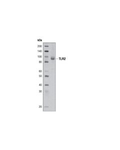 Cell Signaling Toll-Like Receptor 2 Antibody