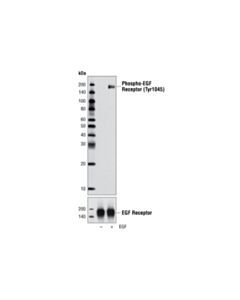 Cell Signaling Phospho-Egf Receptor (Tyr1045) Antibody