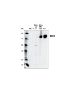 Cell Signaling EGF Receptor (1F4) Mouse mAb 20 uL