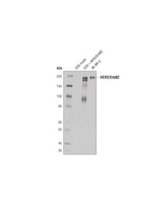Cell Signaling Her2/Erbb2 (44e7) Mouse mAb