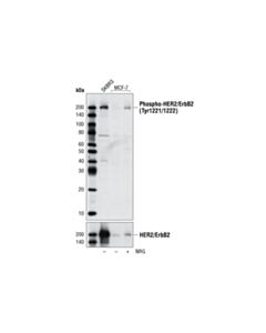 Cell Signaling Phospho-Her2/Erbb2 (Tyr1221/1222) Antibody