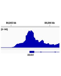 Cell Signaling Fosb (5g4) Rabbit mAb