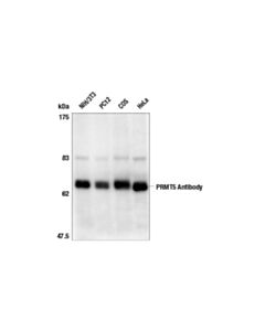 Cell Signaling Prmt5/Skb1hs Methyltransferase Antibody