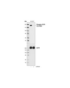Cell Signaling EGF Receptor (EGFR1) Mouse mAb 20 uL