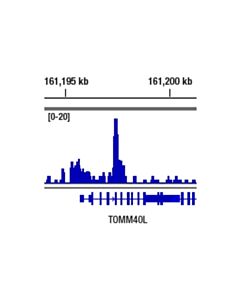 Cell Signaling PU.1 (9g7) Rabbit mAb