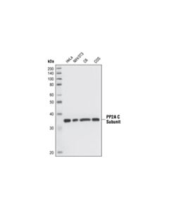 Cell Signaling Pp2a C Subunit (52f8) Rabbit mAb