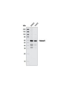 Cell Signaling Naked1 Antibody