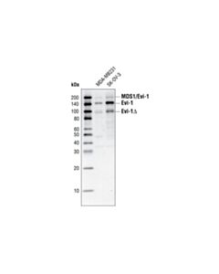 Cell Signaling Evi-1 Antibody