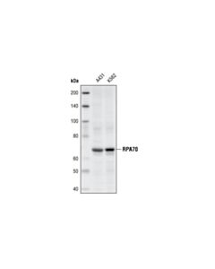 Cell Signaling Rpa70/Rpa1 Antibody