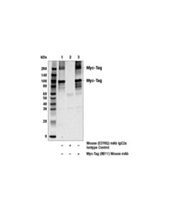 Cell Signaling Myc-Tag (9b11) Mouse mAb