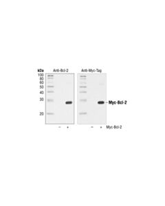 Cell Signaling Myc-Tag (71d10) Rabbit mAb