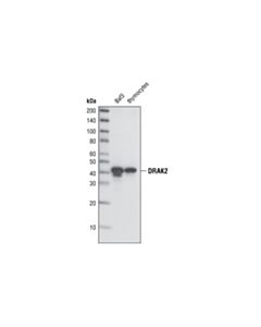 Cell Signaling Drak2 (33d7) Rabbit mAb