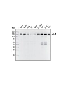 Cell Signaling 4e-T Antibody