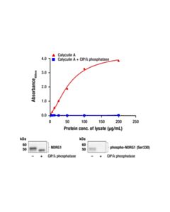 Cell Signaling PathScan ® RP Phospho-NDRG1 (Ser330) Sandwich ELISA Kit