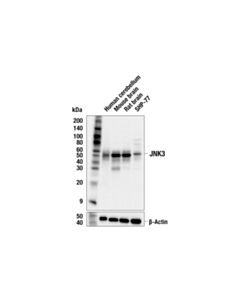 Cell Signaling JNK3 (55A8) Rabbit mAb 20 uL