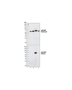 Cell Signaling P38gamma Mapk Antibody
