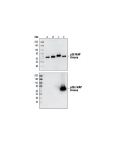 Cell Signaling P38delta Mapk (10a8) Rabbit mAb