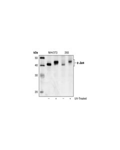 Cell Signaling c-Jun (L70B11) Mouse mAb 20 uL