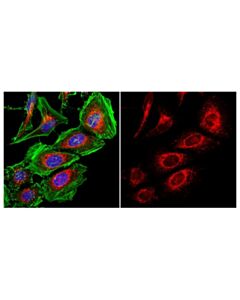 Cell Signaling Calnexin (C5c9) Rabbit mAb (Alexa Fluor 555 Conjugate)