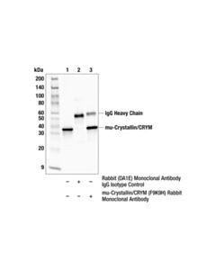 Cell Signaling mu-Crystallin/CRYM (F9K9H) Rabbit Monoclonal Antibody