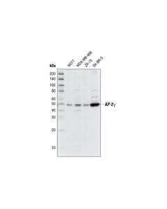 Cell Signaling Ap-2gamma Antibody