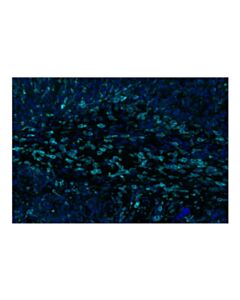 Cell Signaling CD206/MRC1 (E6T5J) XP ® Rabbit mAb (Alexa Fluor ® 750 Conjugate)
