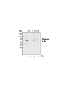 Cell Signaling Raf Family Antibody Sampler Kit
