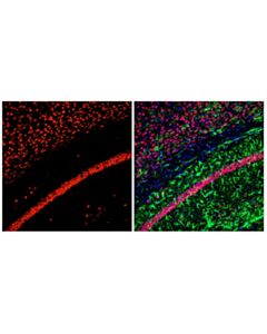 Cell Signaling NeuN (D4G4O) XP Rabbit mAb (Alexa Fluor 555 Conjugate) 100 uL