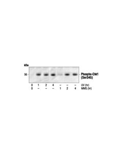 Cell Signaling Phospho-Chk1 (Ser345) Antibody