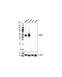 Cell Signaling Cd200 (E5i9v) Xp Rabbit mAb