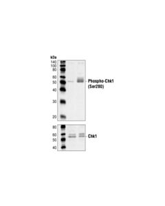 Cell Signaling Phospho-Chk1 (Ser280) Antibody