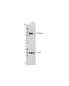 Cell Signaling Na,K-Atpase Alpha1 (D4y7e) Rabbit mAb