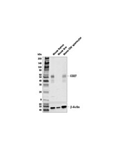 Cell Signaling Cd27 Antibody