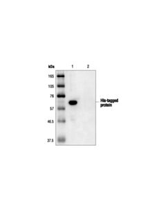 Cell Signaling His-Tag Antibody