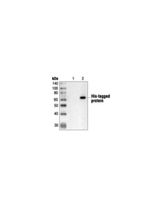 Cell Signaling His-Tag (27e8) Mouse mAb