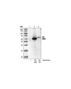 Cell Signaling Ha-Tag (6e2) Mouse mAb