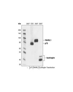 Cell Signaling Dykddddk Tag Antibody (Binds To Same Epitope As Sigmas Anti-Flag M2 Antibody)
