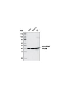 Cell Signaling P38alpha Mapk (7d6) Rabbit mAb