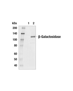 Cell Signaling beta-Gal (14B7) Mouse mAb 20 uL