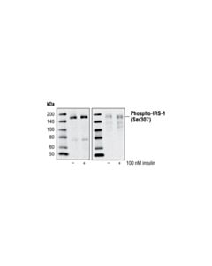 Cell Signaling Phospho-Irs-1 (Ser307) Antibody