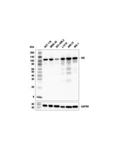 Cell Signaling IDE (F4P1J) Rabbit Monoclonal Antibody