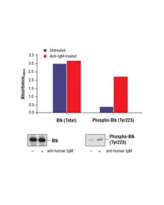 Cell Signaling Pathscan Phospho-Btk (Tyr223) Sandwich ELISA Kit