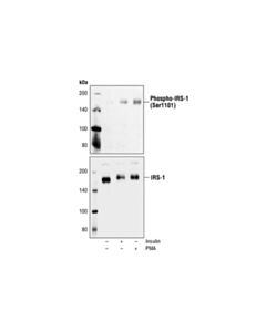 Cell Signaling Phospho-Irs-1 (Ser1101) Antibody