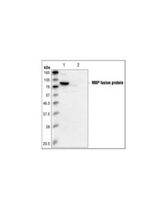 Cell Signaling Mbp Tag (8g1) Mouse mAb